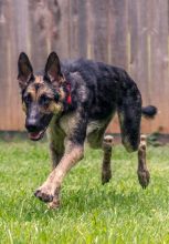 Haven, a black and tan german shepherd