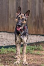 Haven, a black and tan german shepherd