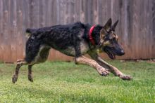 Haven, a black and tan german shepherd