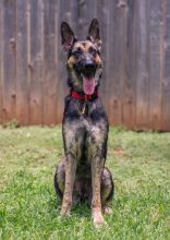 Haven, a black and tan german shepherd