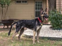 Haven, a black and tan german shepherd