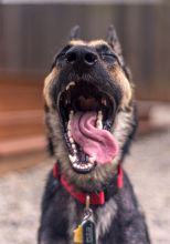 Haven, a black and tan german shepherd