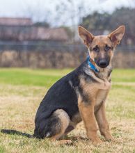 Jack is a black and tan german shepherd puppy