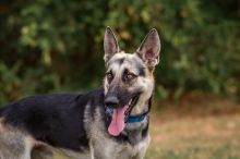 Jack, a black and tan german shepherd