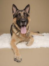 Jerry, a black and tan german shepherd