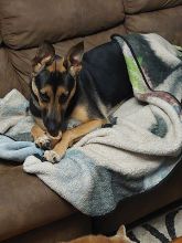 Black and Tan German Shepherd mix on couch with bone