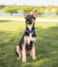 June, a cute black, tan and white german shepherd puppy