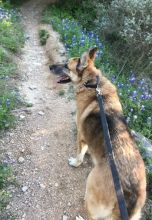 Kaiser, a black and tan german shepherd in the bluebonnets