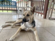 Kazuky, a black and tan german shepherd mix