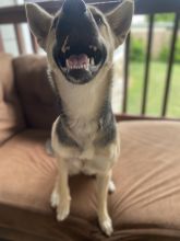 Kazuky, a black and tan german shepherd mix