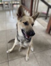 Kazuky, a black and tan german shepherd mix