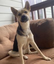 Kazuky, a black and tan german shepherd mix