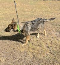 Kiba, a black and tan german shepherd