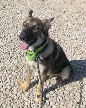 Kiba, a black and tan german shepherd