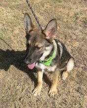 Kiba, a black and tan german shepherd