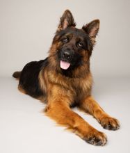 Kilo, a black and tan german shepherd
