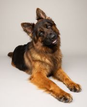 Kilo, a black and tan german shepherd