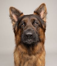 Kilo, a black and tan german shepherd