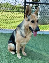 Kimber, a black and tan german shepherd mix