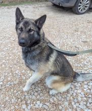 Kimo, a black and tan german shepherd