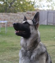 Lady Bella, a black and tan german shepherd