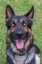 LeeRoy, a black and tan german shepherd