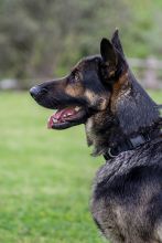 LeeRoy, a black and tan german shepherd