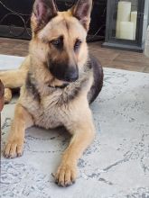 Leia, a black and tan german shepherd