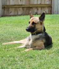Leia, a black and tan german shepherd