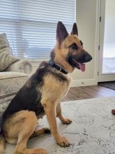 Leia, a black and tan german shepherd