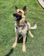 Leia, a black and tan german shepherd