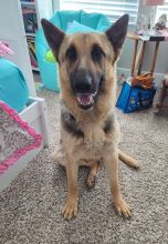 Leia, a black and tan german shepherd