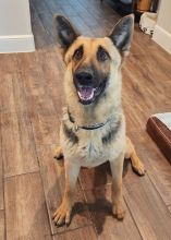 Leia, a black and tan german shepherd