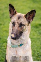 Liebchen, a black and tan german shepherd with peanut butter on her nose