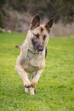 Liebchen, a black and tan german shepherd