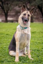 Liebchen, a black and tan german shepherd