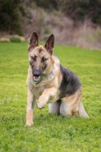 Liebchen, a black and tan german shepherd