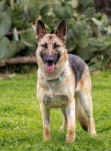 Liebchen, a black and tan german shepherd