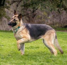 Liebchen, a black and tan german shepherd