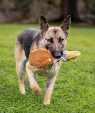 Liebchen, a black and tan german shepherd with a toy