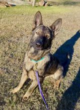 Lobo, a sable german shepherd