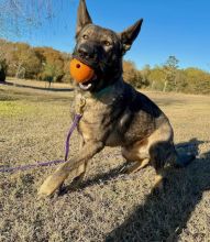 Lobo with a toy