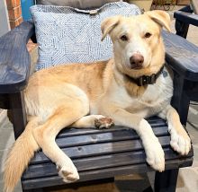 White and Tan German Shephard Siberian Husky Mix laying in a chair
