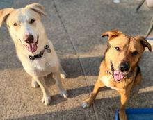 White and Tan German Shephard Siberian Husky Mix sitting by brown dog