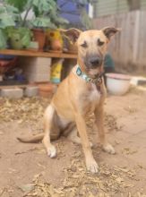 Lucy, a blond shepherd mix