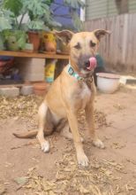 Lucy, a blond shepherd mix