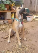 Lucy, a blond shepherd mix