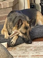 Luna, a black and tan shepherd with an antler