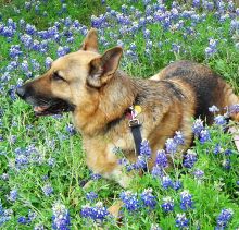 Magnum, a black and tan shepherd in a field of bluebonnets