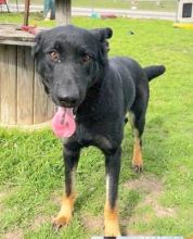 Matcha, a black german shepherd with tan legs